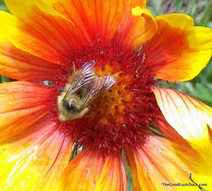 Flower And Bee Porn - Shameless bee porn, same place as above.