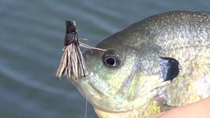 Best Fishing Porn - 