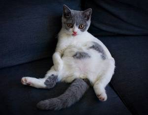 Chichi Bestiality Porn Captions - my cats sit like this sometimes too