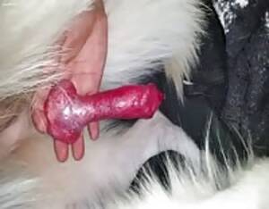 Extreme Pet Play Porn - Pet play - Extreme Porn Video - LuxureTV