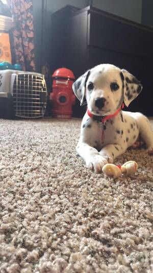 101 Dalmatians Puppy Porn - My friend has the cutest little Dalmatian and I never wanted one until I  realized how cute they are! : r/aww