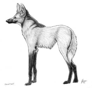 Maned Wolf Furry Porn - Maned Wolf by SageKorppi