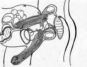 Gay Anal Diagram - I guess he didn't have time to watch the whole video, so I sent him this  image 'cause ultimately, this is what the campaign is all about . . . nice  and ...