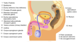 is anal sex harmful - Anal sex - Wikipedia