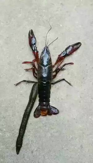 Lobster In Pussy Porn - The entry this leech makes : r/natureismetal