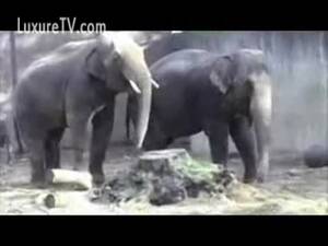 elephant fisting - Amateur zoo sex footage of a horny elephant trying to seduce his mate -  LuxureTV