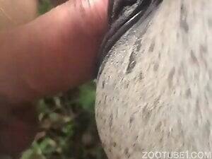 Man Fucks Mare Pussy - I made a quick video fucking first mare pussy - Zoo Porn