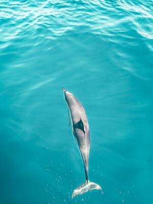 Emma Watson Dildo Porn - Dolphins In Algarve. Where To Go To See Dolphins. - Tours In Algarve