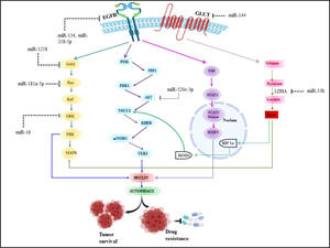 Girlsdoporn E324 - Frontiers | Immunoregulatory framework and the role of miRNA in the  pathogenesis of NSCLC â€“ A systematic review