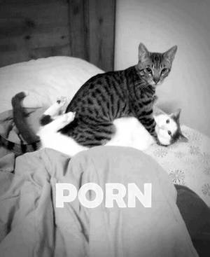 Funny Cat Porn - Kitty Porn.