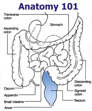 is anal sex harmful - How to prepare for anal sex properly? I've tried using enemas, but after  about 10 minutes I get really bad diarrhea. Should I try it the night  before - Quora