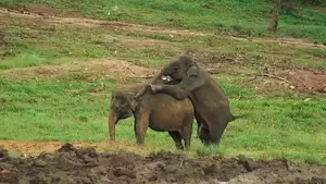 Elephant Sex Porn - Elephant Sex, Pinnewala Sri Lanka Stock Video | Adobe Stock