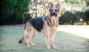 German Shepherd Porn Sites - German Shepherd Dog Breed Information - Vetstreet | Vetstreet