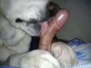 Doggie Blowjob - Blowjob Animal Porn Videos / Most Viewed