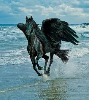 Blackjack Pegasus - Clash of the Titans Pegasus Horse | black pegasus\