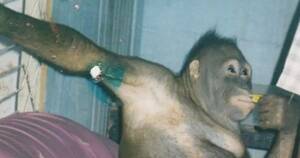 Man Has Sex With Ape - Prostitute' orangutan 'screamed and defecated' when brothel madam visited  her in rehab - World News - Mirror Online