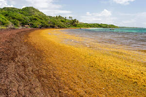 buiten nude beach sex free - Seaweed Is Putting Sea Turtles in a Hot Mess | Hakai Magazine