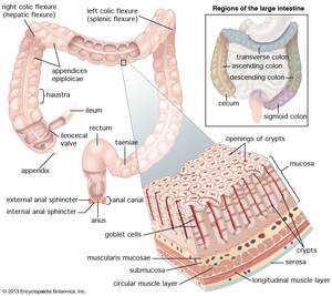 Hot Anal Porn Anatomy - Anal canal | Function, Structure & Muscles | Britannica