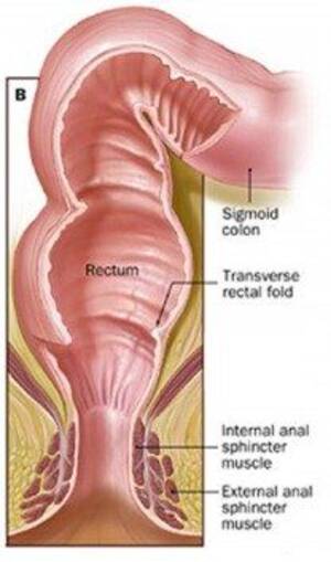 Hot Anal Porn Anatomy - Anal play rectum . Excellent porn. Comments: 1