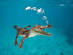 buiten nude beach sex free - The Crocodile Hunter's Family Shares His Controversial Approach to Studying  the Crocs | Science| Smithsonian Magazine