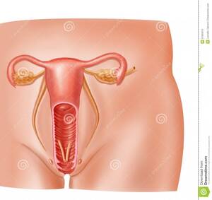 cross section internal cumshot - Vaginal Cross Section - Mega Porn Pics