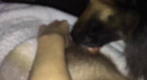 Guy Licking Pussy German Shepherd - Dog pleases master with licking his dick during home solo