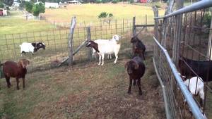 Goat Porn - goat porn