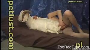 Goat Sex Porn Videos - Dirty goat got nicely drilled by filthy as hell zoophile fucker