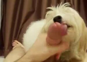 Doggie Blowjob - Perverted teen from San Jose gets blowjob from the dog - Zoo Xvideos