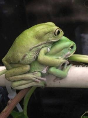 Cute Frog Porn - Frog porn