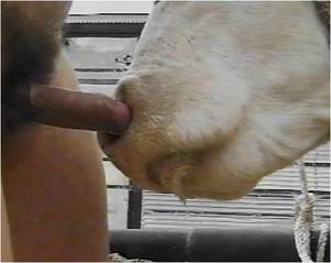 Man Fucking Cow Pussy - Oh, and then he showed me a picture of a guy fucking a cow in the nose.