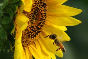 Flower And Bee Porn - Bee Porn