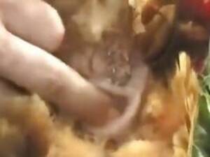 Funny Chicken Porn - Chicken porn - Zoo Xvideos