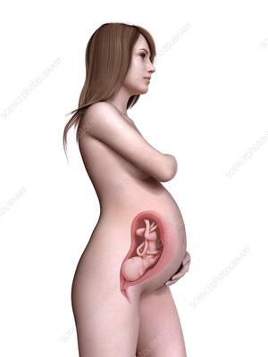 cookie sc pregnant nude sex - Illustration of a pregnant women at week 31 - Stock Image - F023/5100 -  Science Photo Library