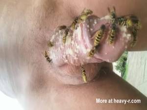 insect black free porn movies - Wasps On Cock