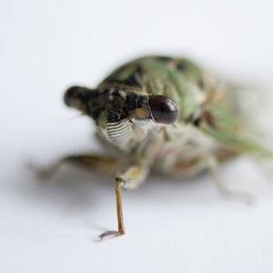 insect black free porn movies - Cicadas, facts and photos