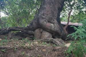 Nature Porn - NSFW nature porn. Hard to believe that the tree grew this way. But it is  far from any city : r/natureporn