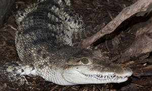 Light Green Crocodile Porn - Panamanian golden frog Â· Crocodile with grayish-green upperparts and dark  bars. Underparts are a snowy white.