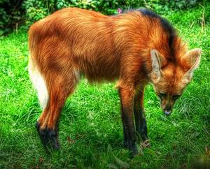 Maned Wolf Furry Porn - The maned wolf (Chrysocyon brachyurus) is the largest canid of South  America, resembling a large fox with reddish fur.