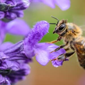 Flower And Bee Porn - World Environment Day: Honey, saving the bees can save our planet | CondÃ©  Nast Traveller India