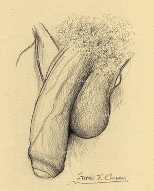 cock sucking drawing - Penis Drawings With Prints And Scans â€¢ Condren Galleries