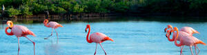 bbs nudist tumblr - Laguna de los Flamingos - GSV GalÃ¡pagos