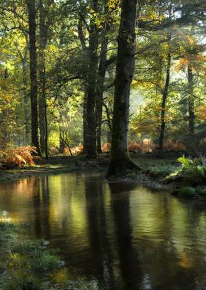 Nature In The Woods Porn - Another Enchanted Wood by Moira Swift | Nature Porn | Pinterest | Swift,  Woods and Scenery