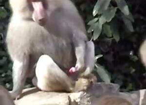 Monkey Sex With Woman Porn - Monkey Videos / girls animal sex / Most popular Page 1