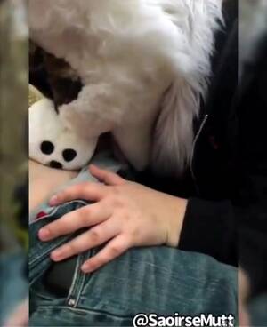 Fluffy Blowjob Porn - Fursuit female blowjob - ThisVid.com