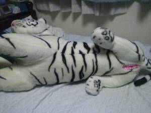 Female Tiger Porn - This white tiger is a female. | MOTHERLESS.COM â„¢