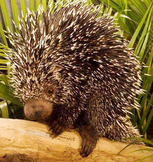 Brazilian Porn Sex Porcupine - Brazilian Porcupine - Stabroek News