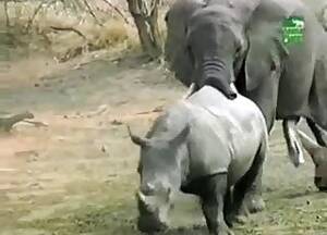 elephant fisting - Elephants Videos / Anal Zoofilia / Most popular Page 1