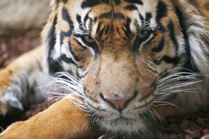 Female Tiger Porn - International Tiger Day 2014: 10 Facts About Iconic Big Cats on Brink of  Extinction | IBTimes UK