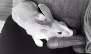 Guy Fucks Rabbit Fingers - Guy Fucks A Rabbit | Sex Pictures Pass